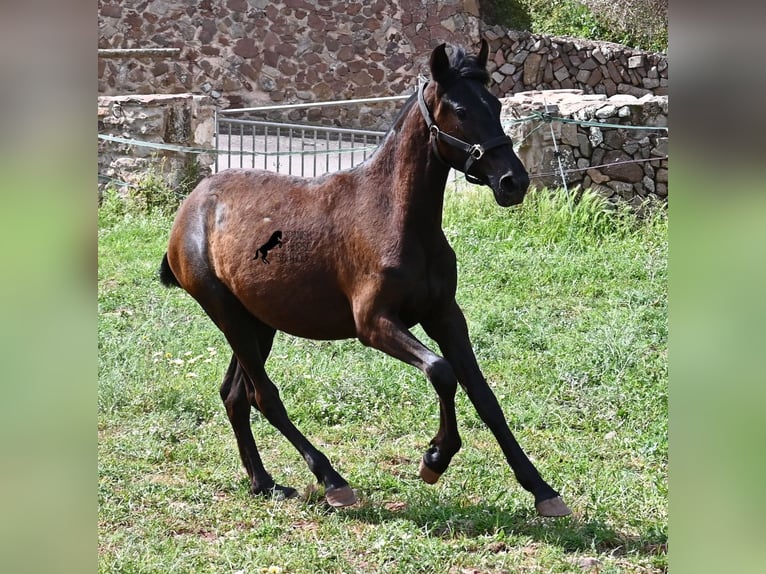 Menorquin Mare 1 year 15.1 hh Black in Menorca