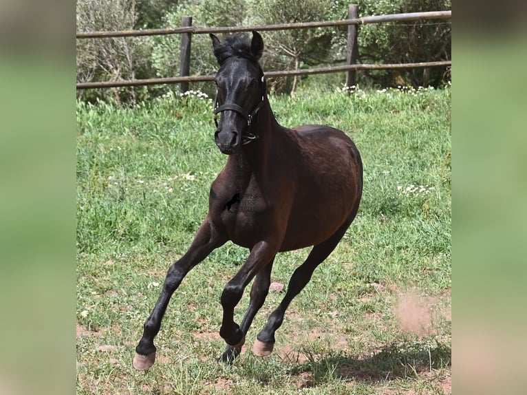 Menorquin Mare 1 year 15.1 hh Black in Menorca