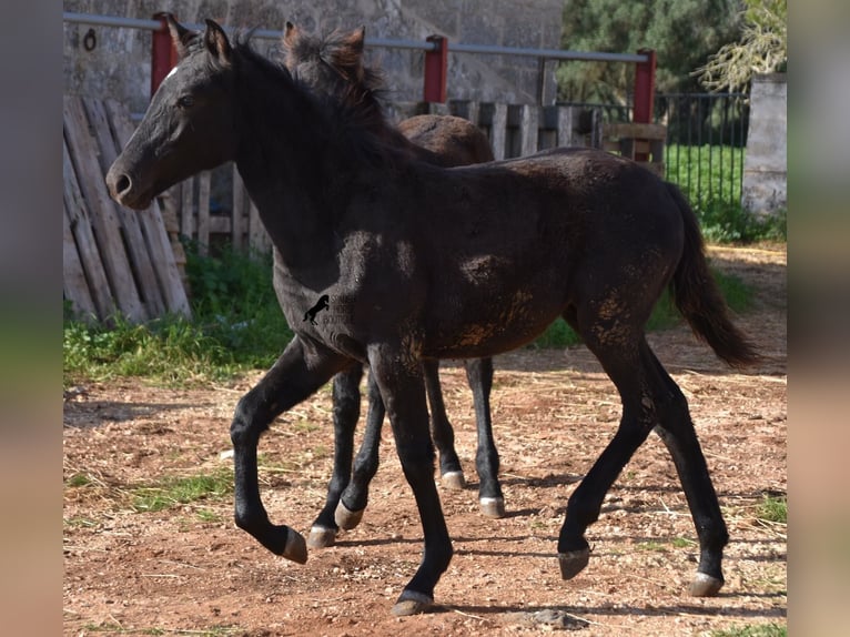 Menorquin Mare 1 year 15,1 hh Black in Menorca