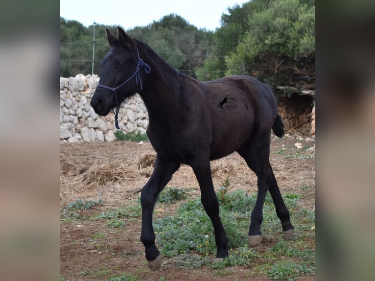 Menorquin Mare 1 year 15,1 hh Black in Menorca