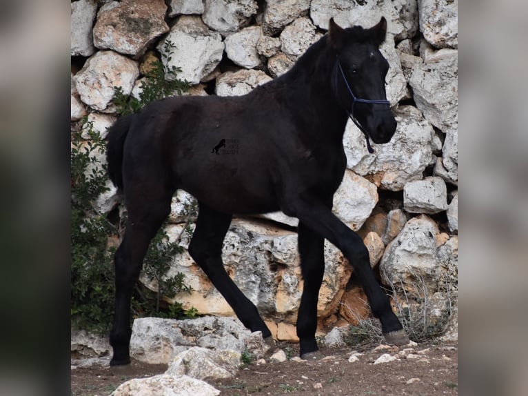 Menorquin Mare 1 year 15,1 hh Black in Menorca
