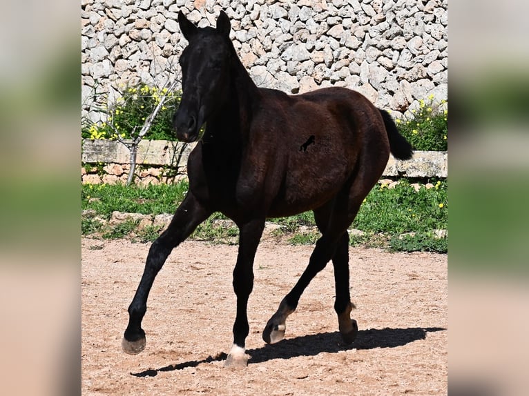 Menorquin Mare 1 year 15,1 hh Black in Menorca