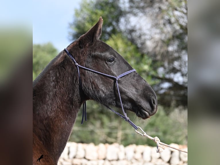 Menorquin Mare 1 year 15,1 hh Black in Menorca