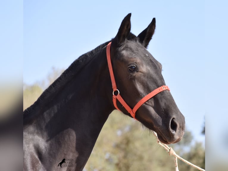 Menorquin Mare 1 year 15,1 hh Black in Menorca