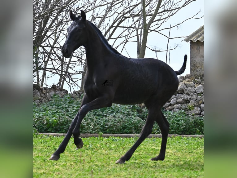 Menorquin Mare 1 year 15,2 hh Black in Menorca