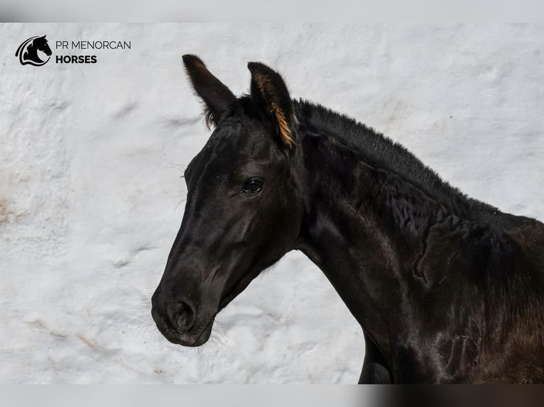 Menorquin Mare 1 year 15,2 hh Black in Menorca