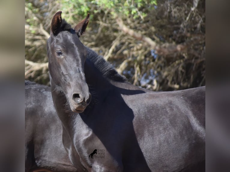 Menorquin Mare 1 year 15,2 hh Black in Menorca