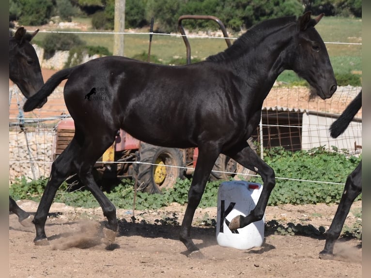 Menorquin Mare 1 year 15,2 hh Black in Menorca