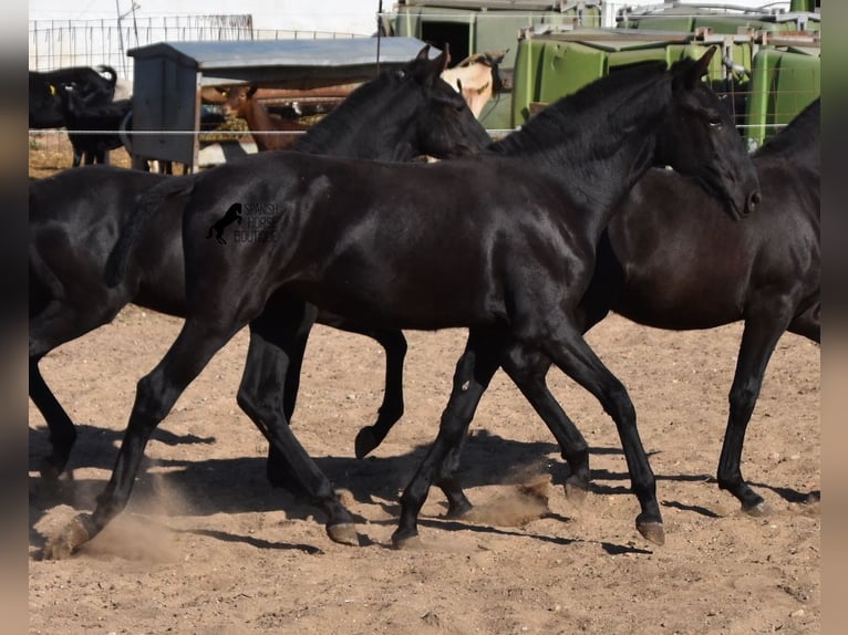 Menorquin Mare 1 year 15,2 hh Black in Menorca