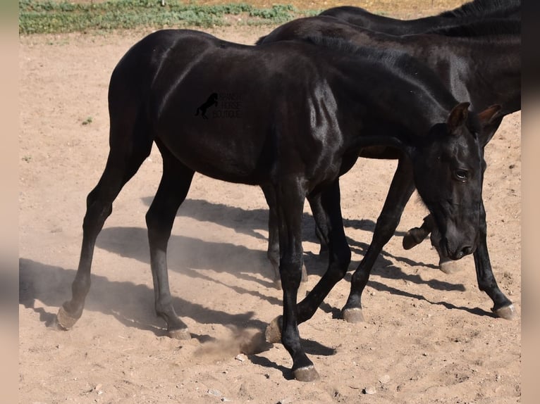 Menorquin Mare 1 year 15,2 hh Black in Menorca