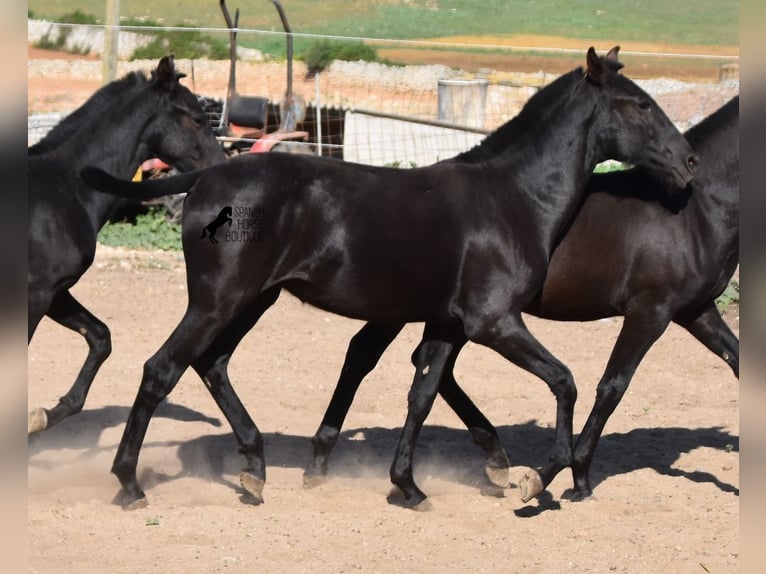 Menorquin Mare 1 year 15,2 hh Black in Menorca