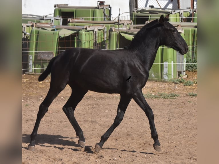 Menorquin Mare 1 year 15,2 hh Black in Menorca