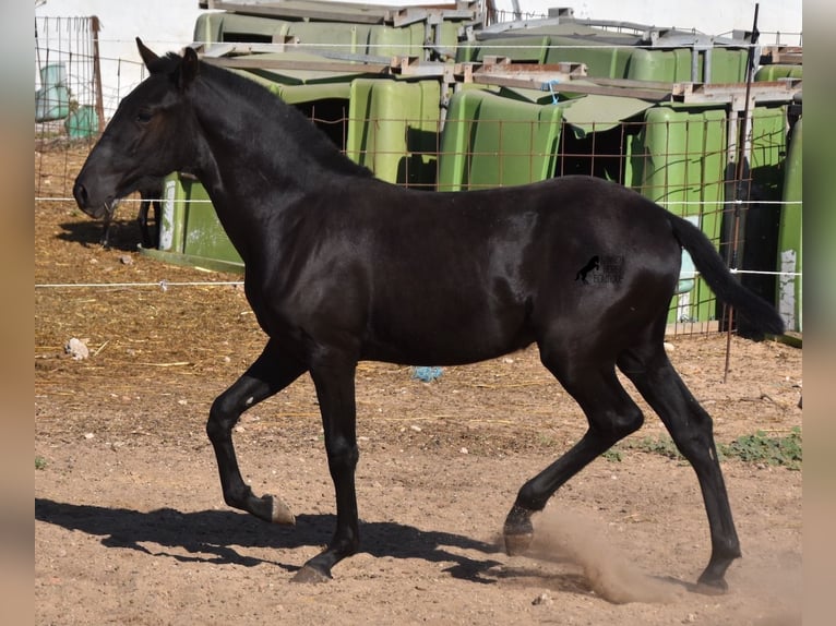 Menorquin Mare 1 year 15,2 hh Black in Menorca