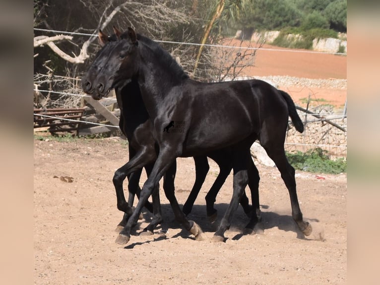 Menorquin Mare 1 year 15,2 hh Black in Menorca