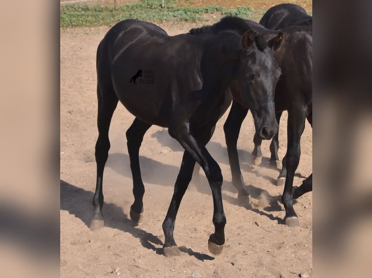 Menorquin Mare 1 year 15,2 hh Black in Menorca