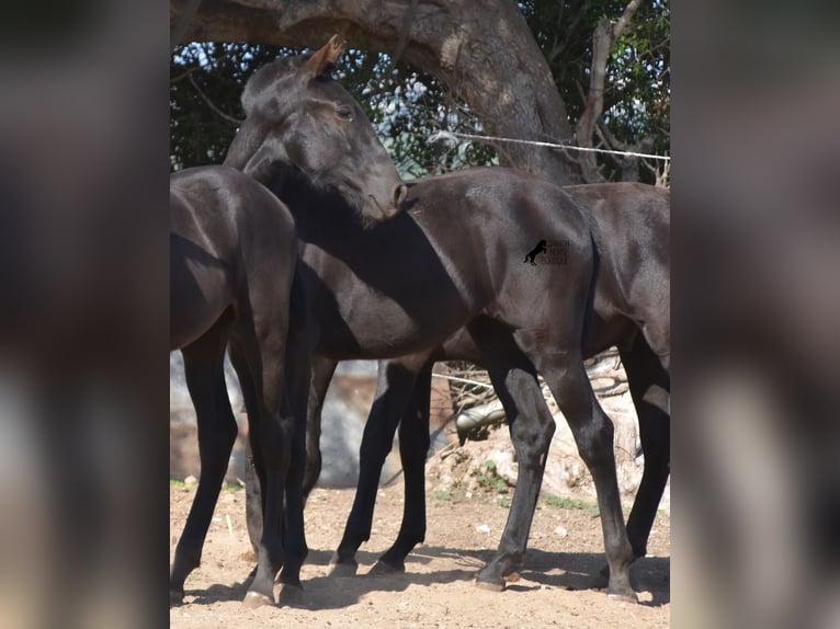 Menorquin Mare 1 year 15,2 hh Black in Menorca