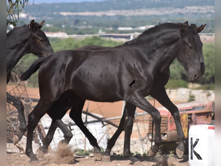 Menorquin Mare 1 year 15,2 hh Black in Menorca