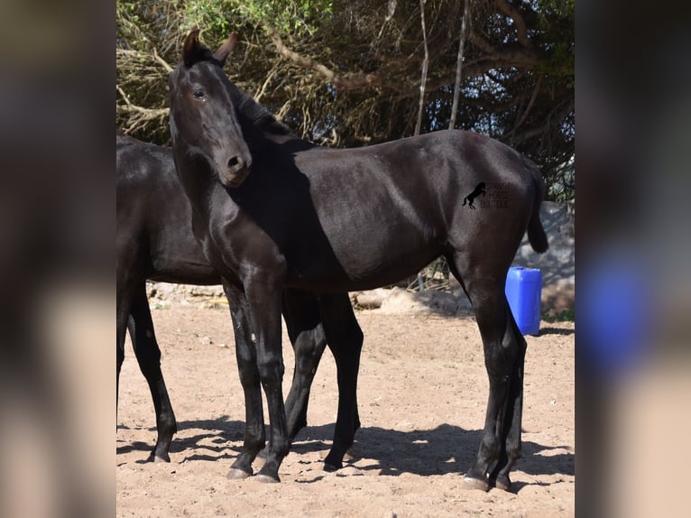 Menorquin Mare 1 year 15,2 hh Black in Menorca