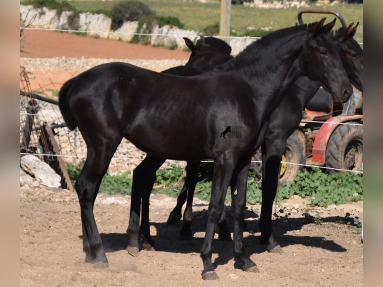 Menorquin Mare 1 year 15,2 hh Black in Menorca