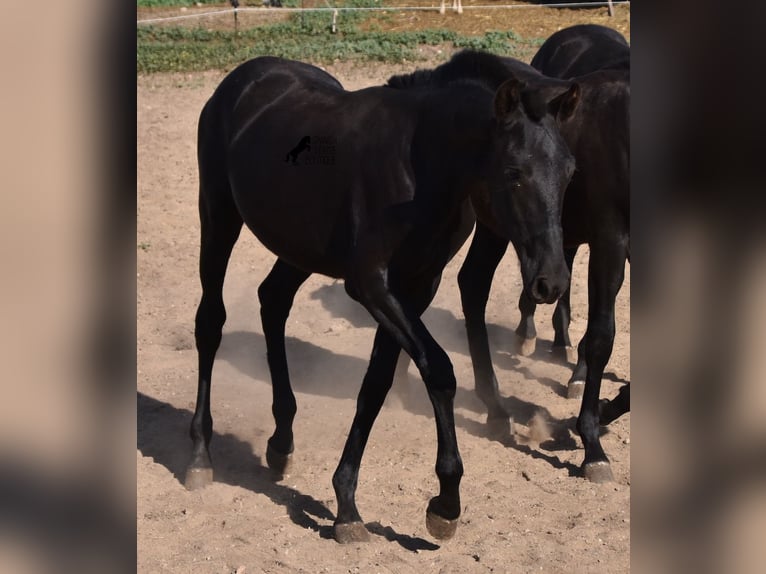 Menorquin Mare 1 year 15,2 hh Black in Menorca