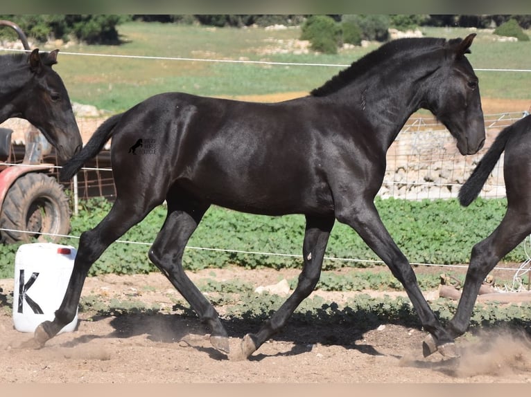 Menorquin Mare 1 year 15,2 hh Black in Menorca