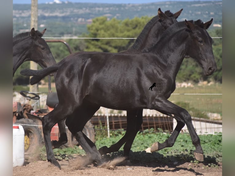 Menorquin Mare 1 year 15,2 hh Black in Menorca