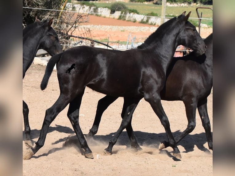 Menorquin Mare 1 year 15,2 hh Black in Menorca