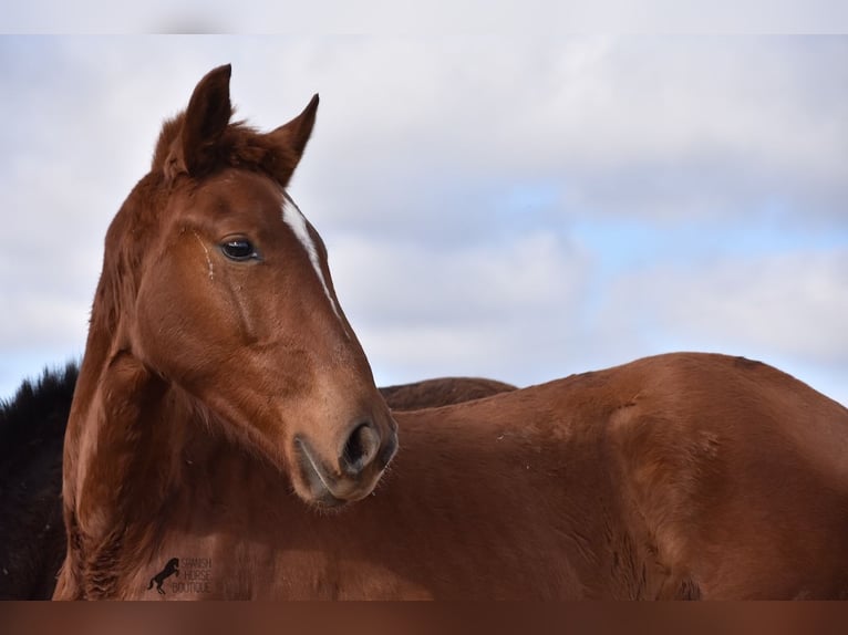 Menorquin Mare 1 year 15,2 hh Chestnut-Red in Menorca