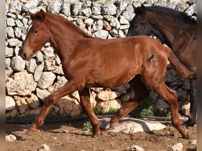 Menorquin Mare 1 year 15,2 hh Chestnut-Red in Menorca