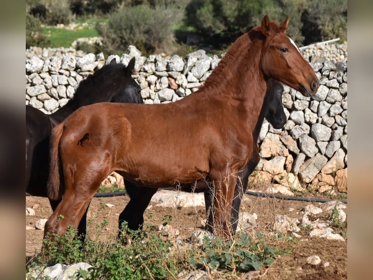 Menorquin Mare 1 year 15,2 hh Chestnut-Red in Menorca