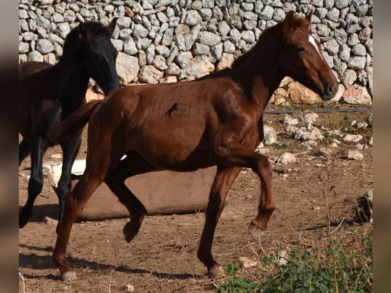 Menorquin Mare 1 year 15,2 hh Chestnut-Red in Menorca