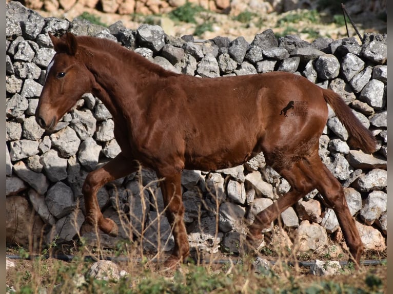 Menorquin Mare 1 year 15,2 hh Chestnut-Red in Menorca