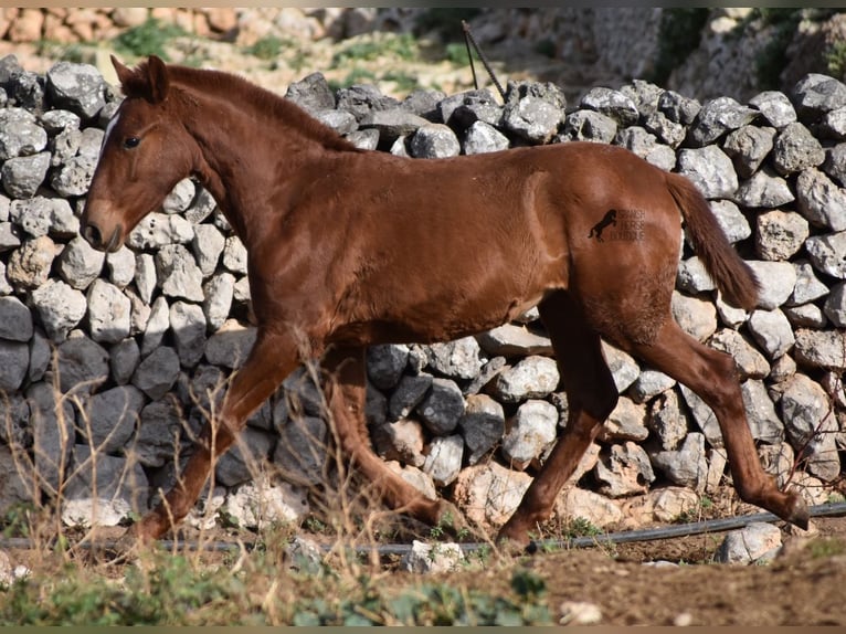 Menorquin Mare 1 year 15,2 hh Chestnut-Red in Menorca