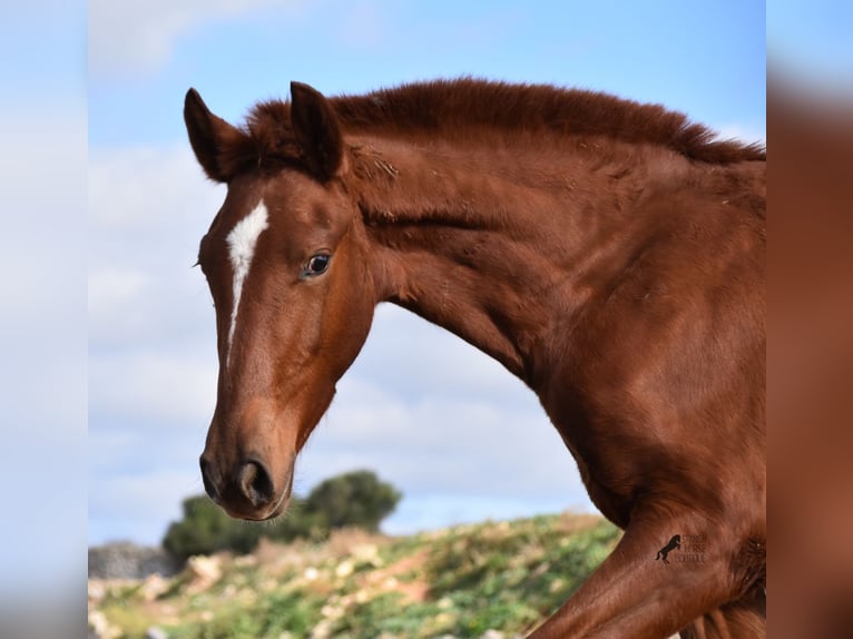 Menorquin Mare 1 year 15,2 hh Chestnut-Red in Menorca