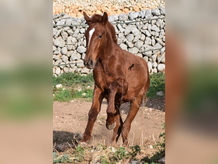 Menorquin Mare 1 year 15,2 hh Chestnut-Red in Menorca