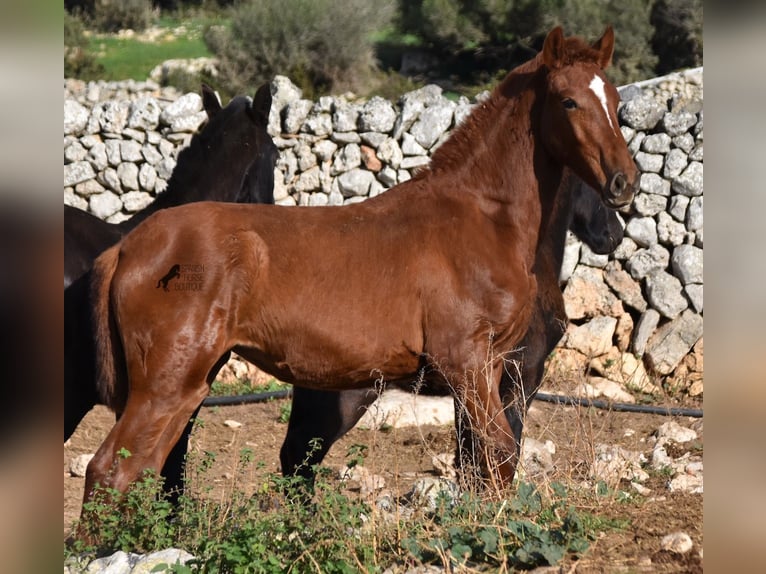 Menorquin Mare 1 year 15,2 hh Chestnut-Red in Menorca