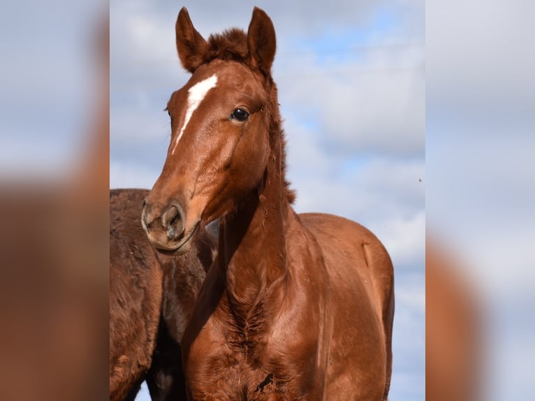 Menorquin Mare 1 year 15,2 hh Chestnut-Red in Menorca