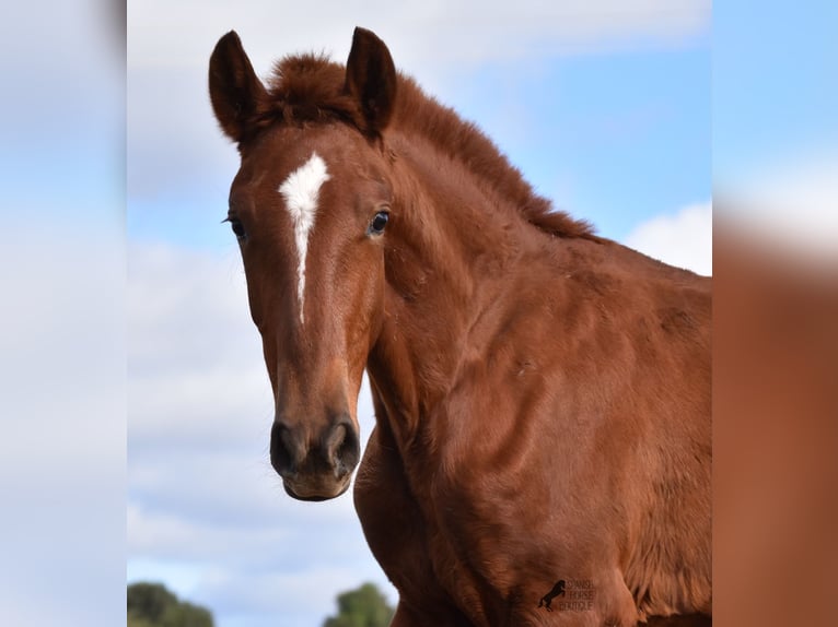 Menorquin Mare 1 year 15,2 hh Chestnut-Red in Menorca