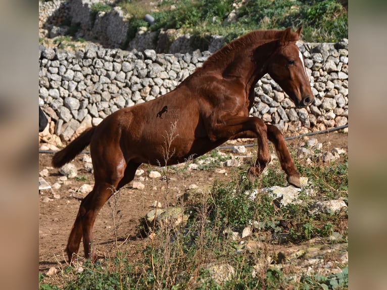 Menorquin Mare 1 year 15,2 hh Chestnut-Red in Menorca