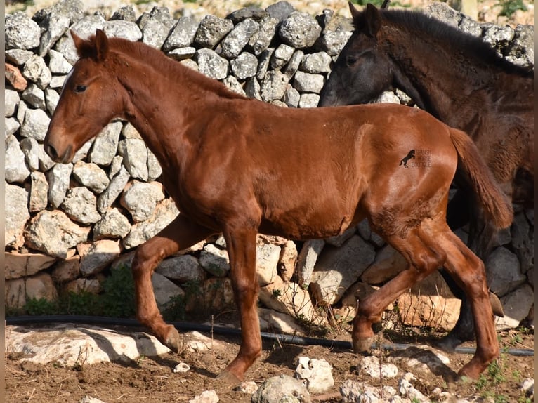 Menorquin Mare 1 year 15,2 hh Chestnut-Red in Menorca