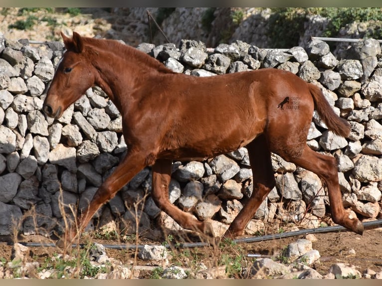 Menorquin Mare 1 year 15,2 hh Chestnut-Red in Menorca