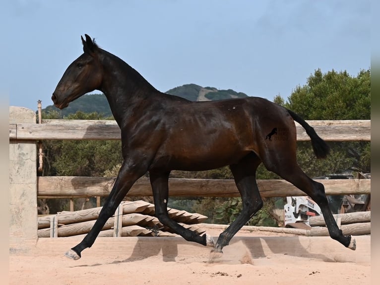 Menorquin Mare 1 year 15.3 hh Black in Menorca