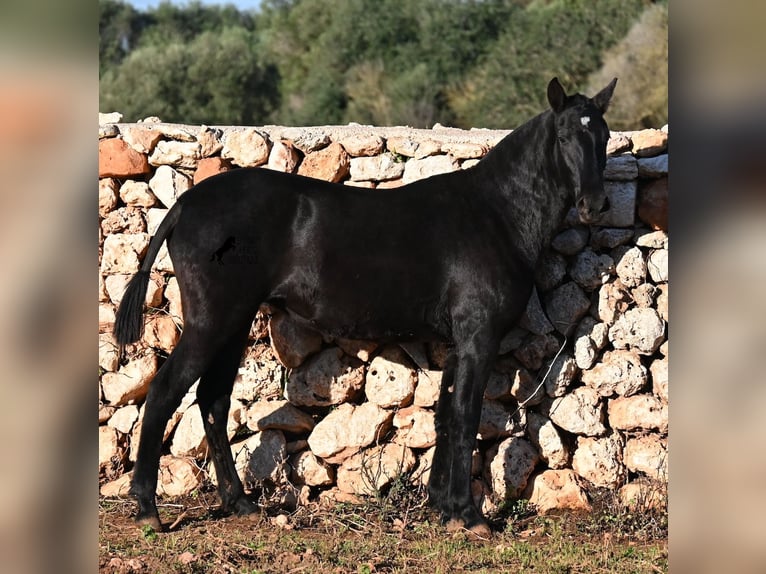 Menorquin Mare 1 year 15,2 hh Black in Menorca