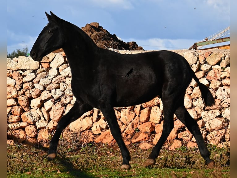 Menorquin Mare 1 year 15,2 hh Black in Menorca
