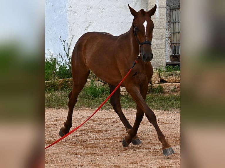 Menorquin Mare 1 year 15,2 hh Chestnut-Red in Menorca