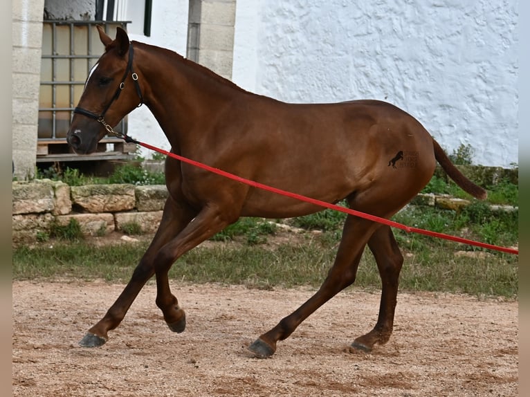 Menorquin Mare 1 year 15,2 hh Chestnut-Red in Menorca