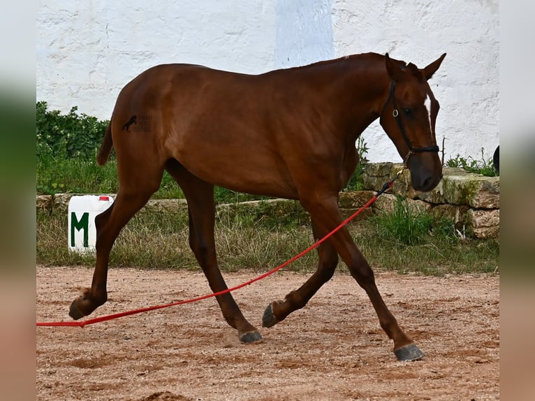 Menorquin Mare 1 year 15,2 hh Chestnut-Red in Menorca