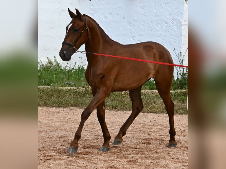 Menorquin Mare 1 year 15,2 hh Chestnut-Red in Menorca