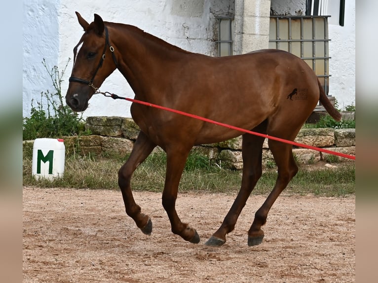 Menorquin Mare 1 year 15,2 hh Chestnut-Red in Menorca