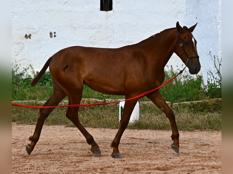 Menorquin Mare 1 year 15,2 hh Chestnut-Red in Menorca